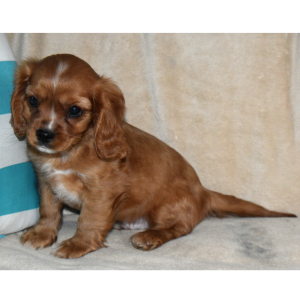 Cavapoo Puppy Vegas