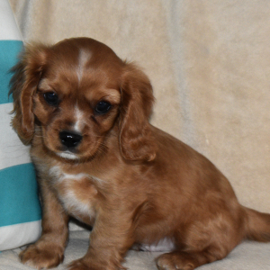 Cavapoo Puppy Vegas
