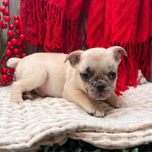 Frenchie Pug Puppy Scooter