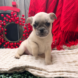 Frenchie Pug Puppy Scooter