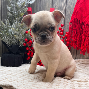 Frenchie Pug Puppy Scooter