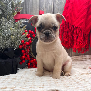 Frenchie Pug Puppy Scooter