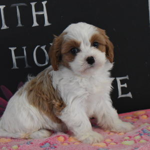 Cavapoo Puppy Lizzie