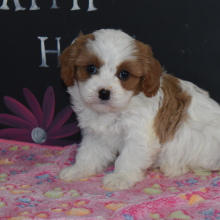 Cavapoo Puppy Lizzie