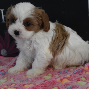 Cavapoo Puppy Lizzie