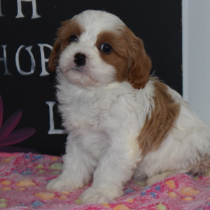 Cavapoo Puppy Lizzie