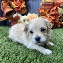 Maltipoo Puppy Tucker