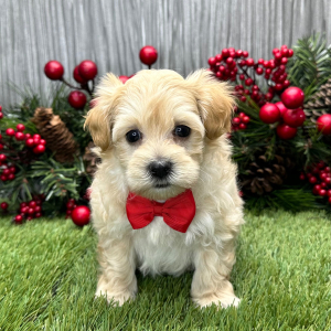 Maltipoo Puppy Tucker