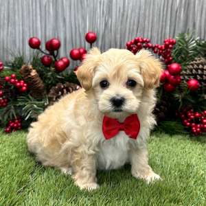 Maltipoo Puppy Tucker