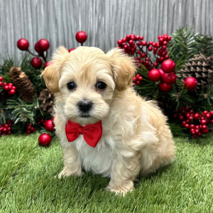 Maltipoo Puppy Tucker