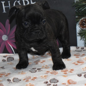Frenchton Puppy Moose