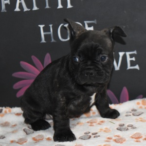 Frenchton Puppy Moose