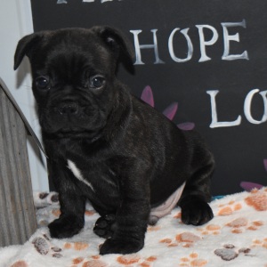 Frenchton Puppy Moose