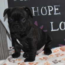 Frenchton Puppy Moose