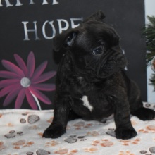 Frenchton Puppy Moose