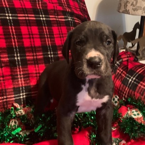 Great Dane Puppy Normandy