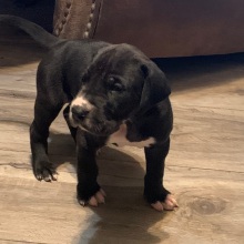 Great Dane Puppy Normandy