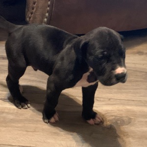 Great Dane Puppy Normandy