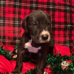 Great Dane Puppy Normandy