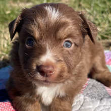 Australian Shepherd Puppy Rudy