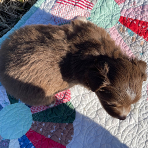 Australian Shepherd Puppy Rudy