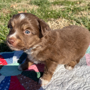 Australian Shepherd Puppy Rudy