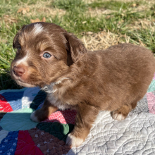Australian Shepherd Puppy Rudy