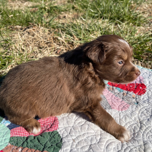 Australian Shepherd Puppy Rudy