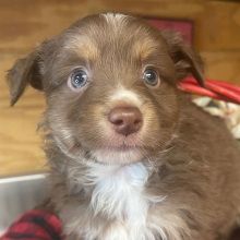 Australian Shepherd Puppy Rudy
