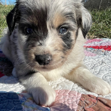 Australian Shepherd Puppy Sis