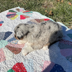 Australian Shepherd Puppy Sis