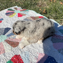 Australian Shepherd Puppy Sis