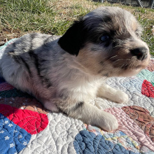 Australian Shepherd Puppy Sis