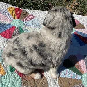 Australian Shepherd Puppy Sis