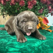 Labrador Retriever Puppy Cruz
