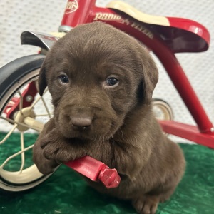 Labrador Retriever Puppy Cruz
