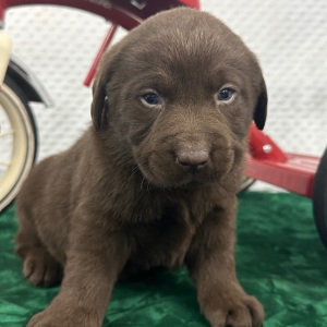 Labrador Retriever Puppy Cruz