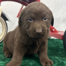 Labrador Retriever Puppy Cruz
