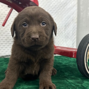 Labrador Retriever Puppy Cruz