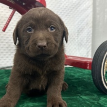 Labrador Retriever Puppy Cruz