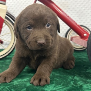 Labrador Retriever Puppy Cruz