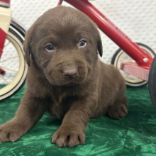 Labrador Retriever Puppy Cruz