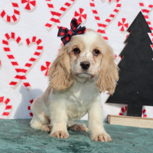 Cocker Spaniel Puppy Raine