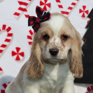 Cocker Spaniel Puppy Raine