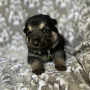 German Shepherd Dog Puppy Zeus