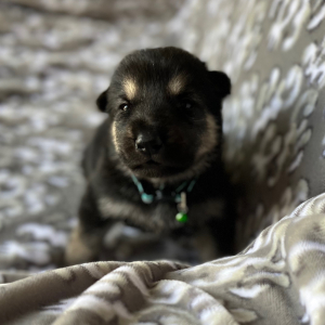 German Shepherd Dog Puppy Zeus