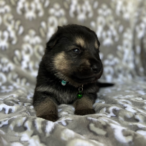 German Shepherd Dog Puppy Zeus