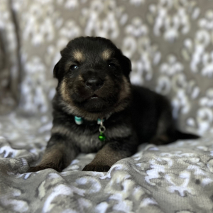 German Shepherd Dog Puppy Zeus