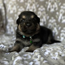 German Shepherd Dog Puppy Zeus