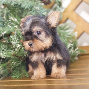 Silky Terrier Puppy Emmett